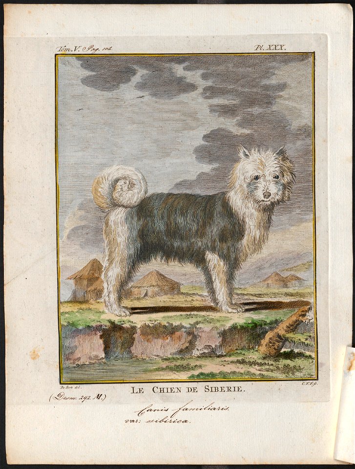 Canis lupus familiaris - 1700-1880 - Print - Iconographia Zoologica - Special Collections University of Amsterdam - UBA01 IZ22300375