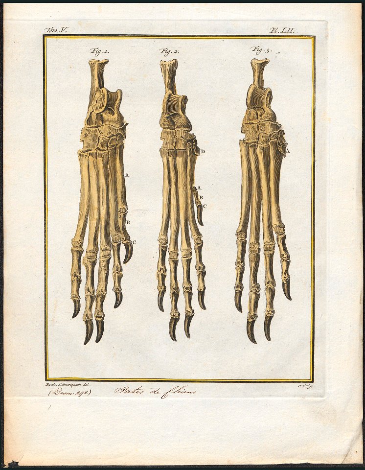 Canis lupus familiaris - pootskelet - 1700-1880 - Print - Iconographia Zoologica - Special Collections University of Amsterdam - UBA01 IZ22200141