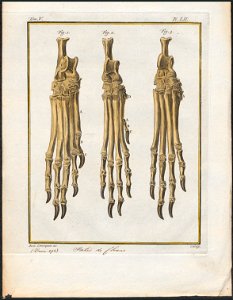 Canis lupus familiaris - pootskelet - 1700-1880 - Print - Iconographia Zoologica - Special Collections University of Amsterdam - UBA01 IZ22200141