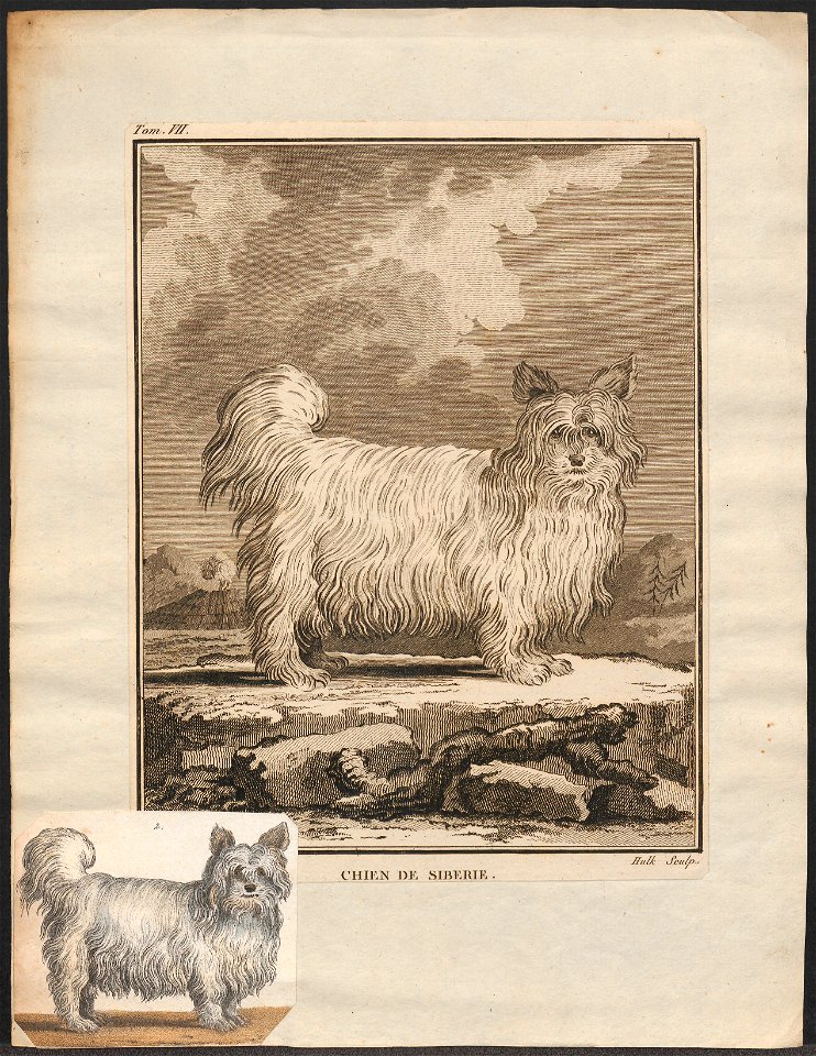Canis lupus familiaris - 1700-1880 - Print - Iconographia Zoologica - Special Collections University of Amsterdam - UBA01 IZ22300373