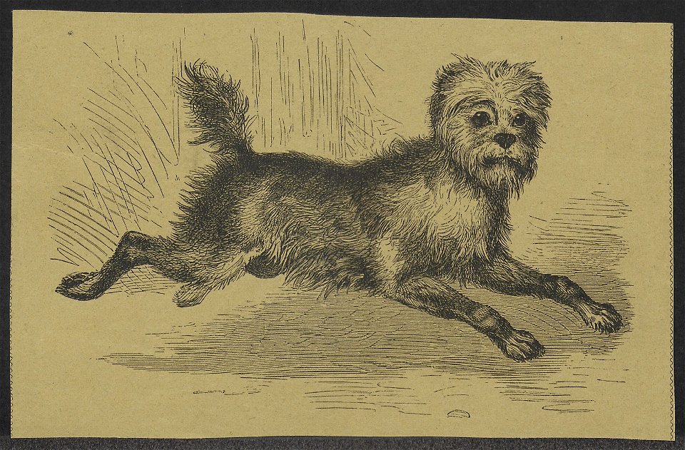 Canis lupus familiaris - 1700-1880 - Print - Iconographia Zoologica - Special Collections University of Amsterdam - UBA01 IZ22300371