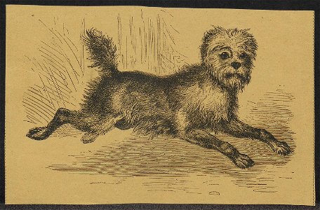 Canis lupus familiaris - 1700-1880 - Print - Iconographia Zoologica - Special Collections University of Amsterdam - UBA01 IZ22300371