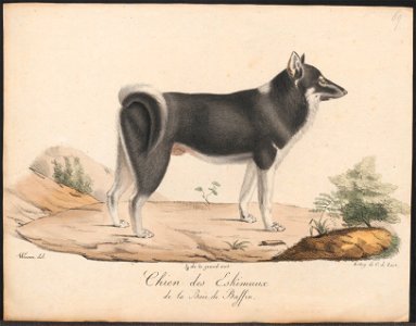 Canis lupus familiaris - 1818-1842 - Print - Iconographia Zoologica - Special Collections University of Amsterdam - UBA01 IZ22300123. Free illustration for personal and commercial use.