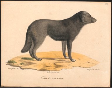 Canis lupus familiaris - 1818-1842 - Print - Iconographia Zoologica - Special Collections University of Amsterdam - UBA01 IZ22300105. Free illustration for personal and commercial use.