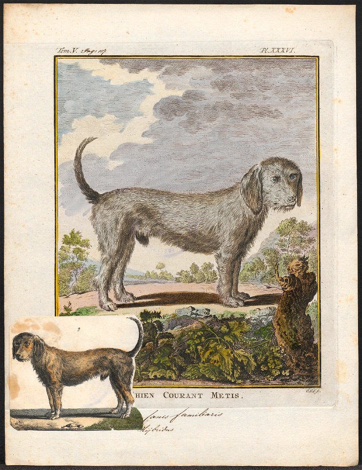 Canis lupus familiaris - 1700-1880 - Print - Iconographia Zoologica - Special Collections University of Amsterdam - UBA01 IZ22300431