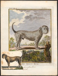 Canis lupus familiaris - 1700-1880 - Print - Iconographia Zoologica - Special Collections University of Amsterdam - UBA01 IZ22300431