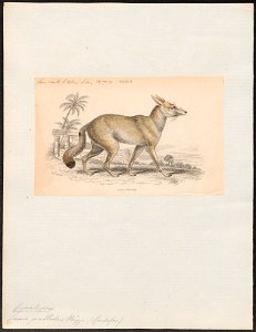 Canis pallidus - 1833-1866 - Print - Iconographia Zoologica - Special Collections University of Amsterdam - UBA01 IZ22200043