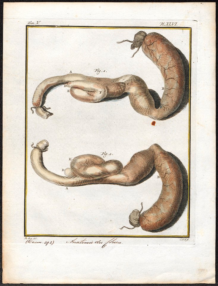 Canis lupus familiaris - anatomie - 1700-1880 - Print - Iconographia Zoologica - Special Collections University of Amsterdam - UBA01 IZ22200129