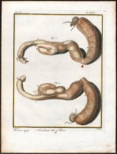 Canis lupus familiaris - anatomie - 1700-1880 - Print - Iconographia Zoologica - Special Collections University of Amsterdam - UBA01 IZ22200129