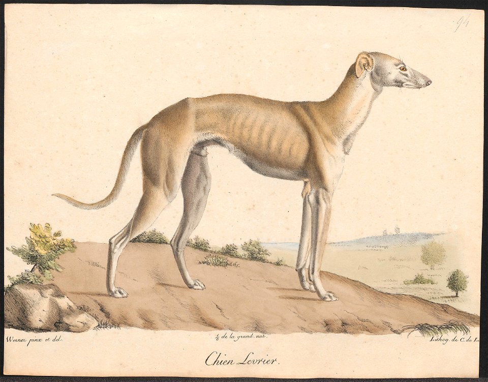 Canis lupus familiaris - 1818-1842 - Print - Iconographia Zoologica - Special Collections University of Amsterdam - UBA01 IZ22300306