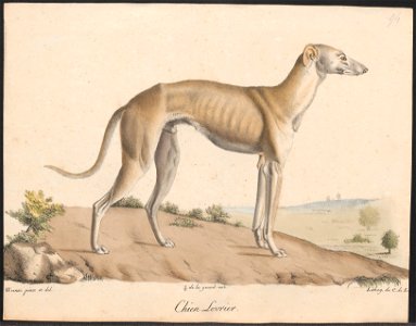 Canis lupus familiaris - 1818-1842 - Print - Iconographia Zoologica - Special Collections University of Amsterdam - UBA01 IZ22300306. Free illustration for personal and commercial use.