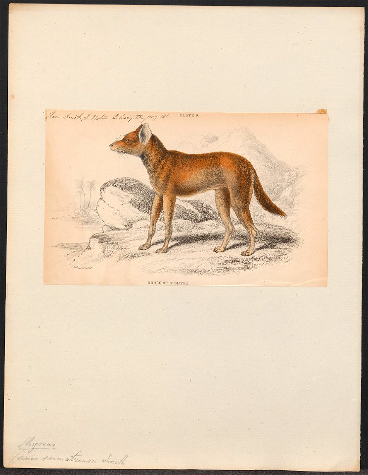 Canis sumatrensis - 1833-1866 - Print - Iconographia Zoologica - Special Collections University of Amsterdam - UBA01 IZ22200413