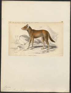 Canis sumatrensis - 1833-1866 - Print - Iconographia Zoologica - Special Collections University of Amsterdam - UBA01 IZ22200413