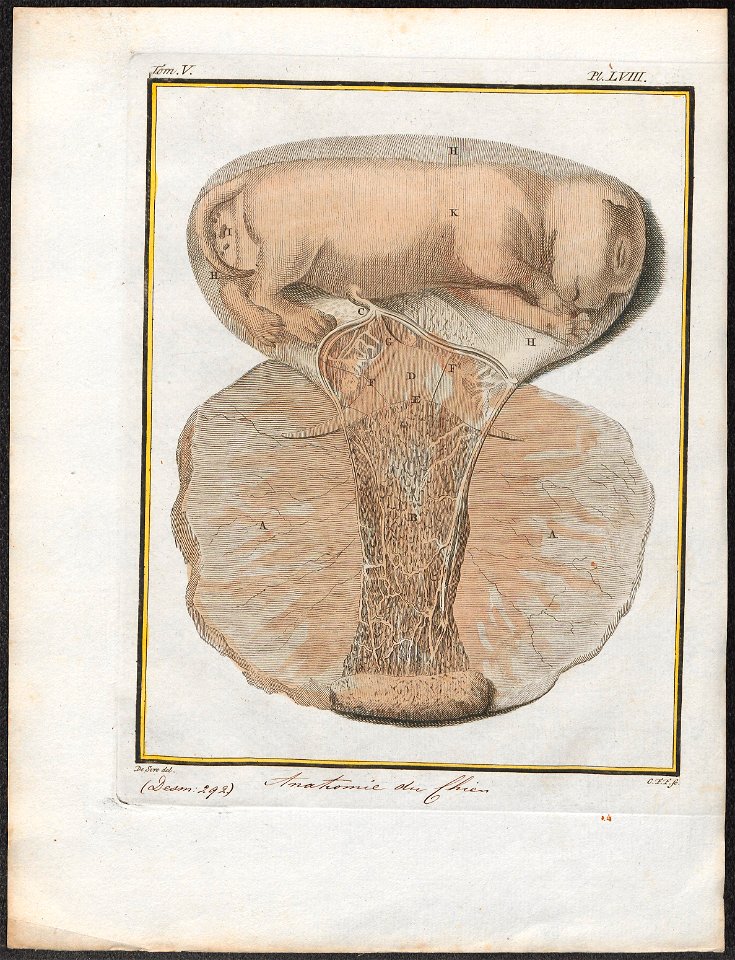 Canis lupus familiaris - anatomie - 1700-1880 - Print - Iconographia Zoologica - Special Collections University of Amsterdam - UBA01 IZ22200139