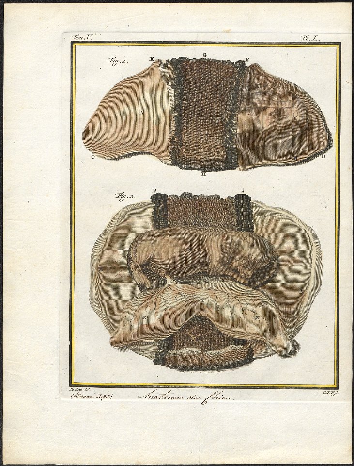 Canis lupus familiaris - anatomie - 1700-1880 - Print - Iconographia Zoologica - Special Collections University of Amsterdam - UBA01 IZ22200137