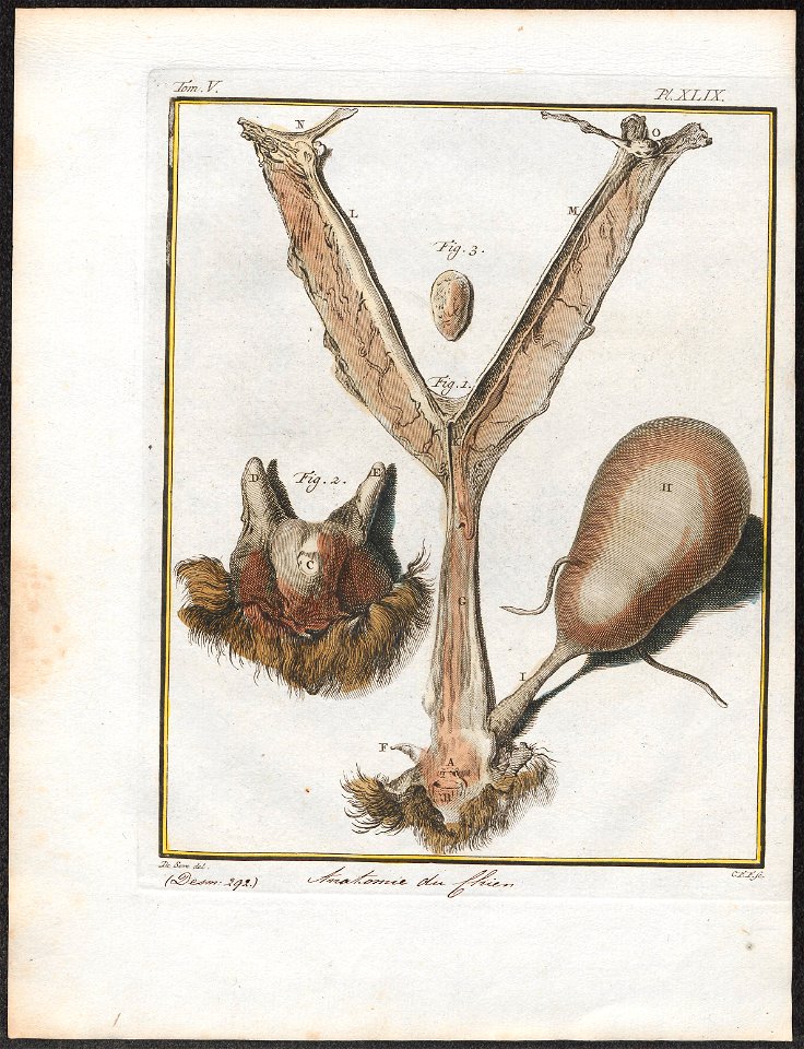 Canis lupus familiaris - anatomie - 1700-1880 - Print - Iconographia Zoologica - Special Collections University of Amsterdam - UBA01 IZ22200135