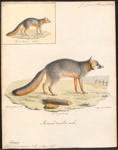 Canis virginianus - 1818-1842 - Print - Iconographia Zoologica - Special Collections University of Amsterdam - UBA01 IZ22200295