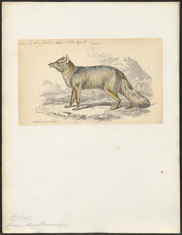 Canis magellanicus - 1833-1866 - Print - Iconographia Zoologica - Special Collections University of Amsterdam - UBA01 IZ22200323