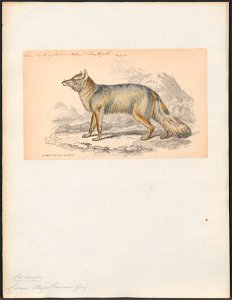 Canis magellanicus - 1833-1866 - Print - Iconographia Zoologica - Special Collections University of Amsterdam - UBA01 IZ22200323