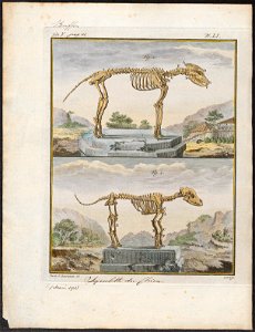 Canis lupus familiaris - skelet - 1700-1880 - Print - Iconographia Zoologica - Special Collections University of Amsterdam - UBA01 IZ22200127