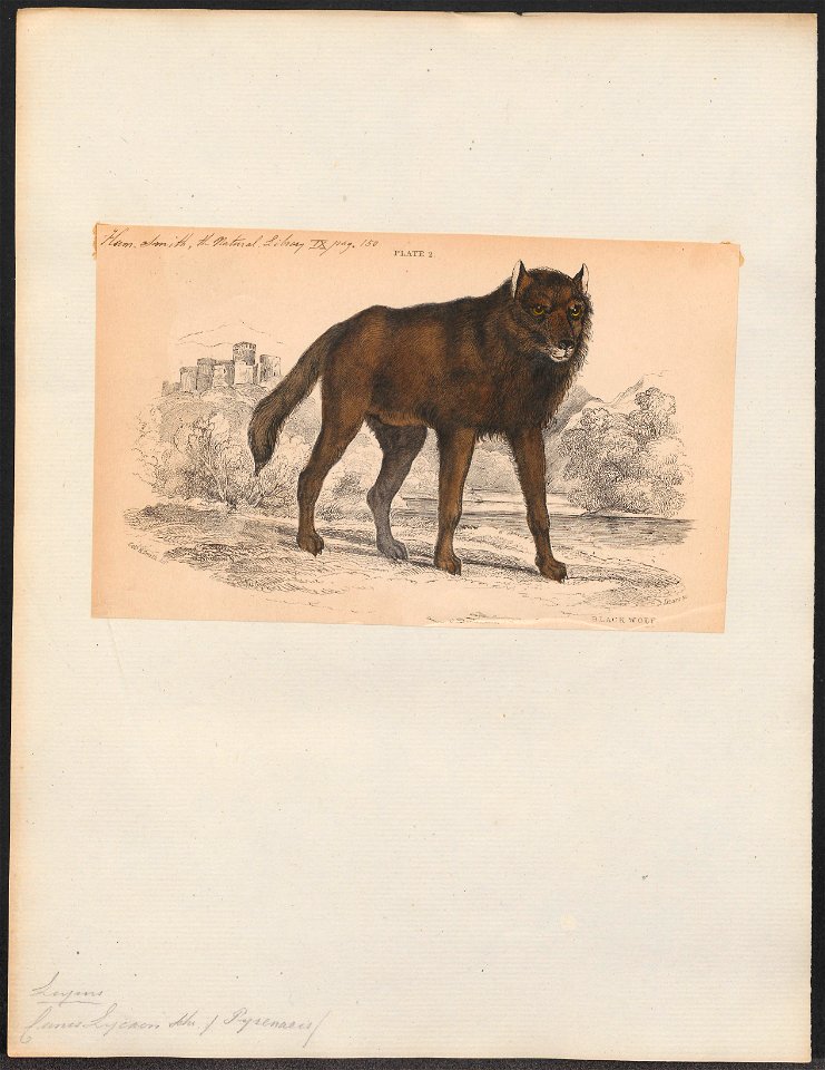 Canis lycaon - 1833-1866 - Print - Iconographia Zoologica - Special Collections University of Amsterdam - UBA01 IZ22200371