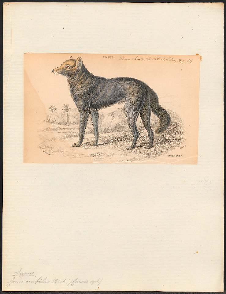 Canis nubilus - 1833-1866 - Print - Iconographia Zoologica - Special Collections University of Amsterdam - UBA01 IZ22200387