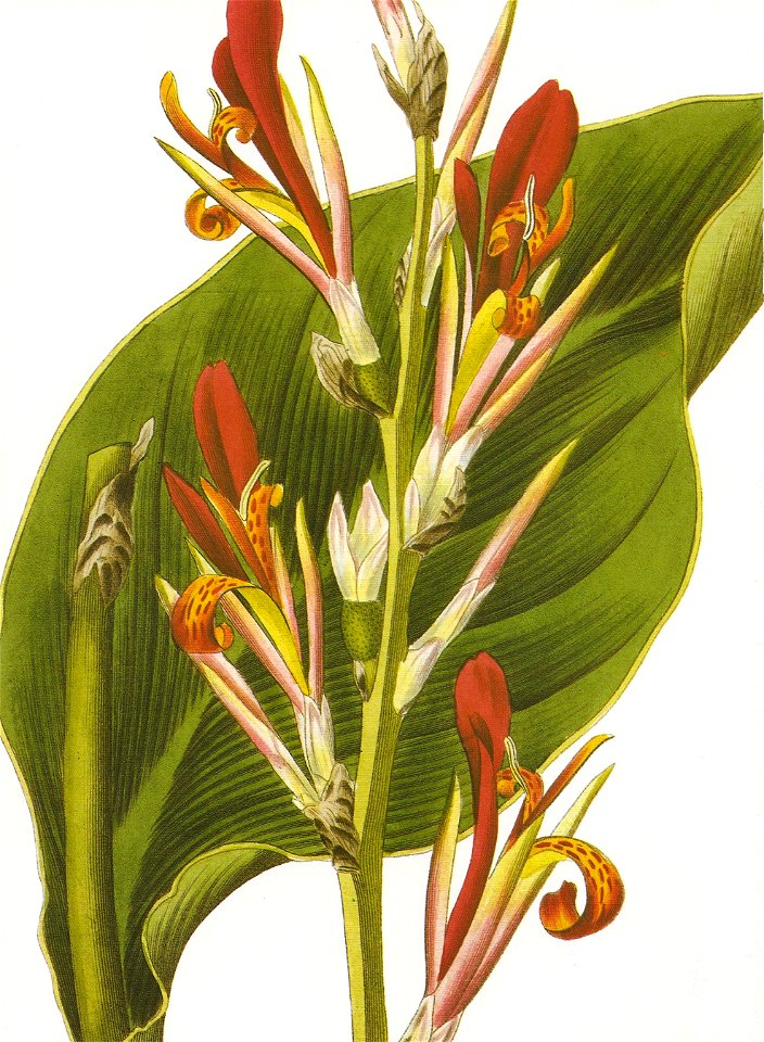 Canna coccinea RHS