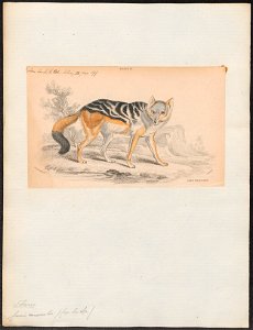 Canis mesomelas - 1833-1866 - Print - Iconographia Zoologica - Special Collections University of Amsterdam - UBA01 IZ22200117