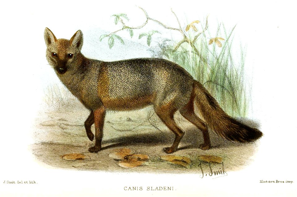 Canis sladeni Smit
