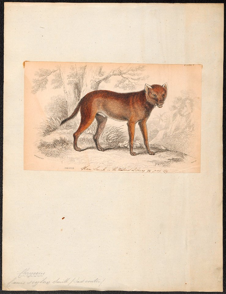 Canis scylax - 1833-1866 - Print - Iconographia Zoologica - Special Collections University of Amsterdam - UBA01 IZ22200125