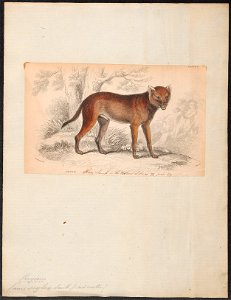 Canis scylax - 1833-1866 - Print - Iconographia Zoologica - Special Collections University of Amsterdam - UBA01 IZ22200125