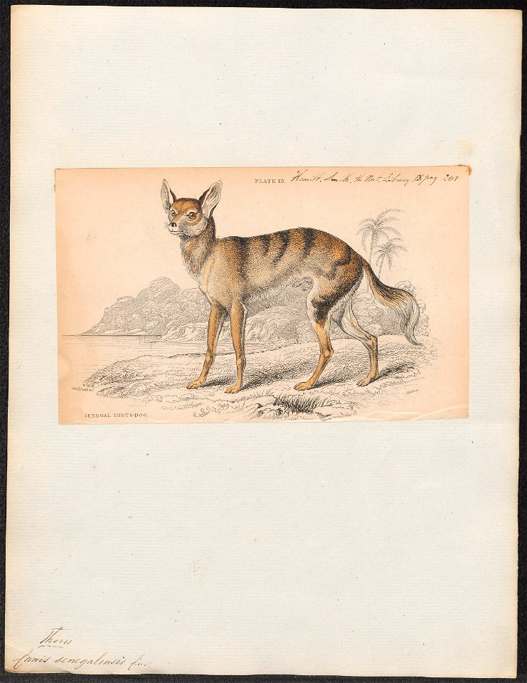Canis senegalensis - 1833-1866 - Print - Iconographia Zoologica - Special Collections University of Amsterdam - UBA01 IZ22200119