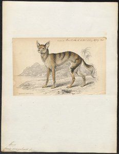 Canis senegalensis - 1833-1866 - Print - Iconographia Zoologica - Special Collections University of Amsterdam - UBA01 IZ22200119