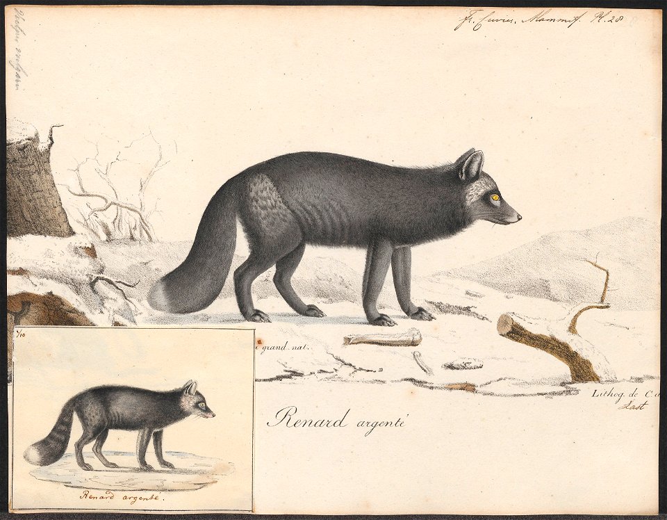 Canis virginianus - 1818-1842 - Print - Iconographia Zoologica - Special Collections University of Amsterdam - UBA01 IZ22200265