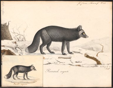 Canis virginianus - 1818-1842 - Print - Iconographia Zoologica - Special Collections University of Amsterdam - UBA01 IZ22200265