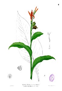 Canna indica Blanco1.4