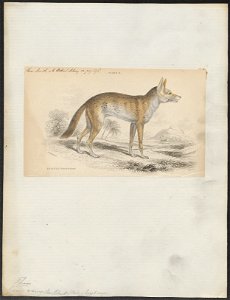 Canis variegatus - 1833-1866 - Print - Iconographia Zoologica - Special Collections University of Amsterdam - UBA01 IZ22200115