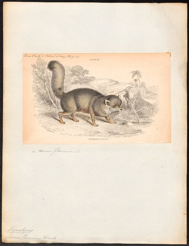 Canis turcicus - 1833-1866 - Print - Iconographia Zoologica - Special Collections University of Amsterdam - UBA01 IZ22200121