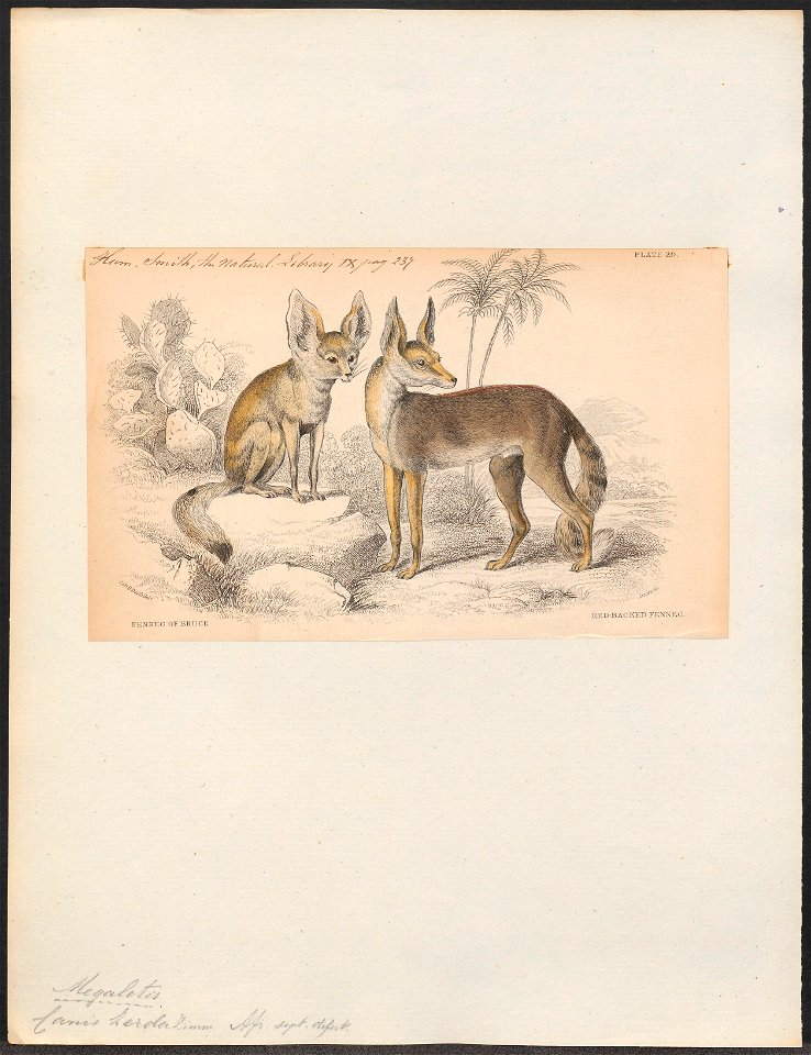 Canis zerda - 1833-1866 - Print - Iconographia Zoologica - Special Collections University of Amsterdam - UBA01 IZ22200417