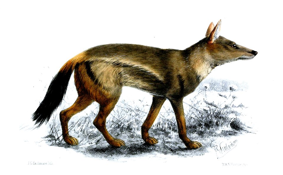 CanisLateralisKeulemans