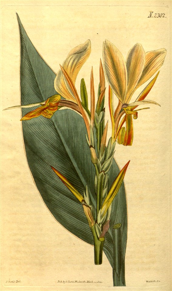 Canna glauca (C. glauca var. rufa) Bot. Mag. 49. 2302. 1822