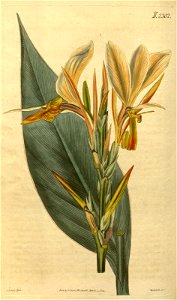 Canna glauca (C. glauca var. rufa) Bot. Mag. 49. 2302. 1822