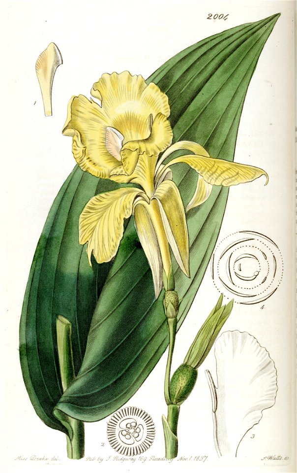 Canna flaccida (C. reeversii) Edwards's Bot. Reg. 23. 2004. 1837