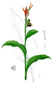 Canna indica Blanco1.4-cropped