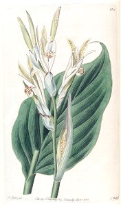 Canna indica (C. lagunensis) Edwards's Bot. Reg. 16. 1311. 1830
