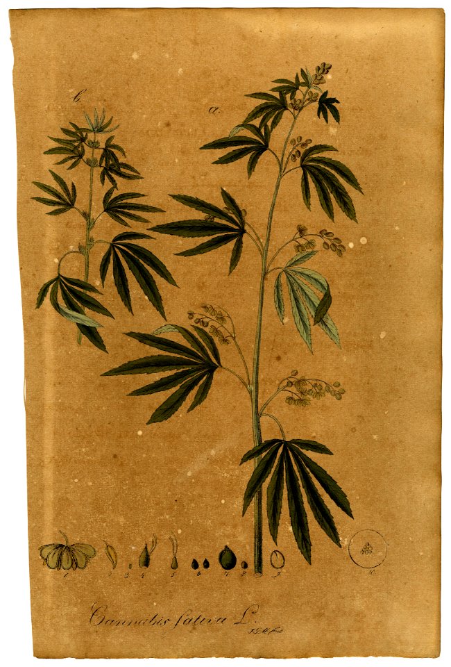 Cannabis sativa Mann