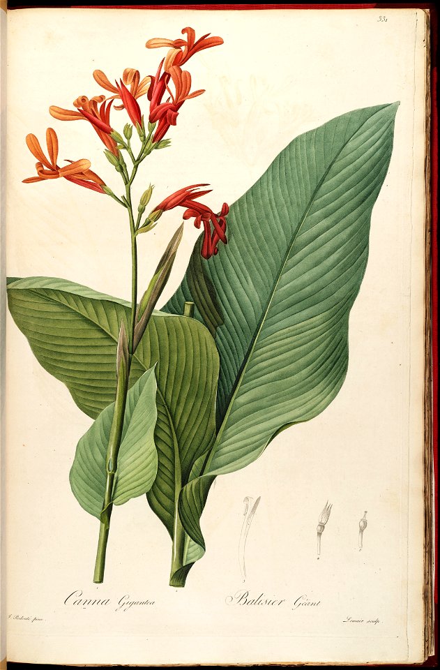 Canna tuerckheimii (C. gigantea) Liliac. 6. 331. 1811