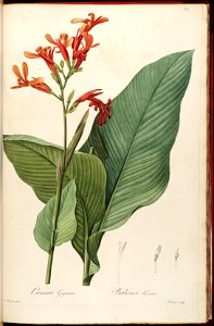 Canna tuerckheimii (C. gigantea) Liliac. 6. 331. 1811