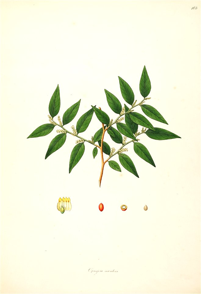 Cansiera scandens Roxburgh 1798 2-103