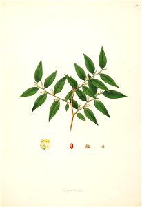 Cansiera scandens Roxburgh 1798 2-103